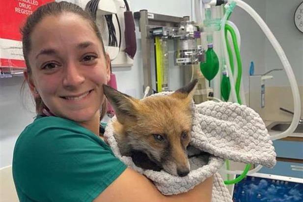 Rescued Fox has Sight Restored