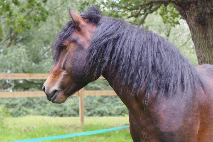 Stallion suspended on tree makes miraculous recovery