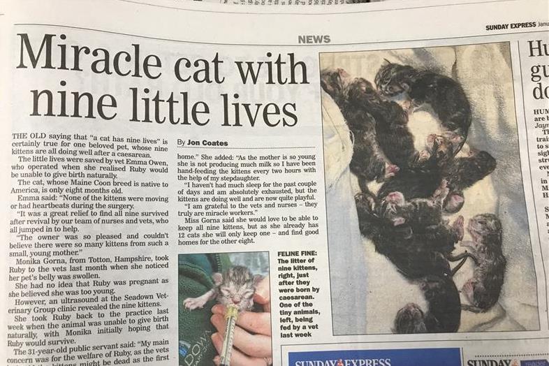 Miracle Cat with nine little lives